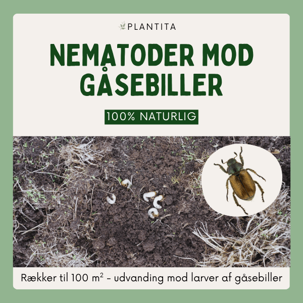 Nematoder mod gåsebiller
