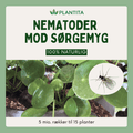 Nematoder mod sørgemyg – biologisk bekæmpelse til stueplanter og drivhus