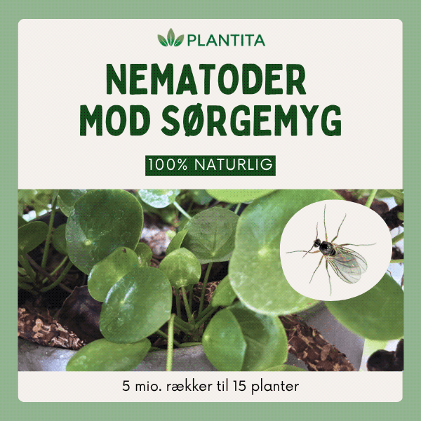 Nematoder mod sørgemyg – biologisk bekæmpelse til stueplanter og drivhus