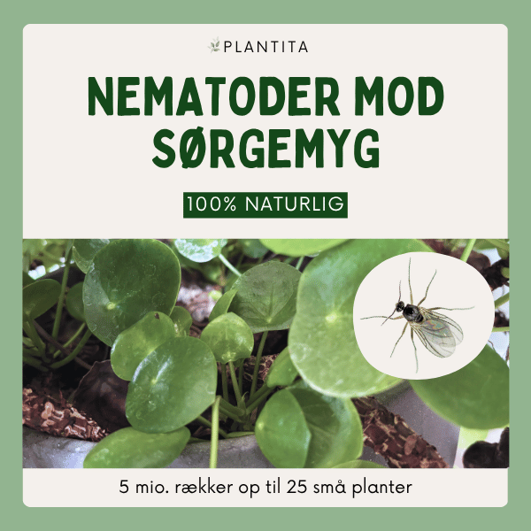 Nematoder mod sørgemyg