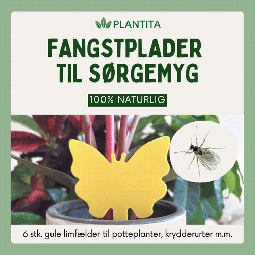 Gule fangstplader mod sørgemyg i stueplanter, krydderurter og drivhus
