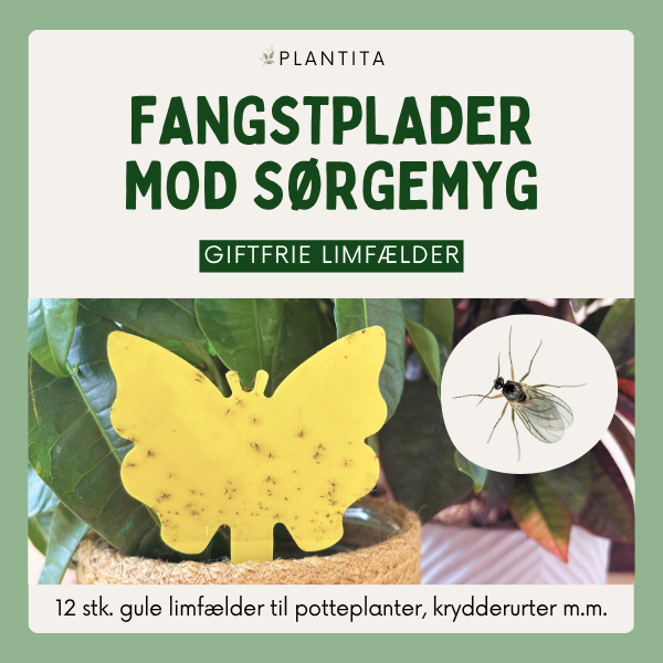 Gule fangstplader mod sørgemyg i stueplanter, krydderurter og drivhus
