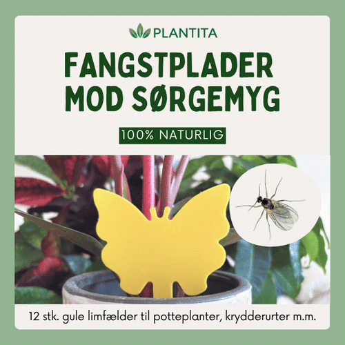 Gule fangstplader mod sørgemyg i stueplanter, krydderurter og drivhus