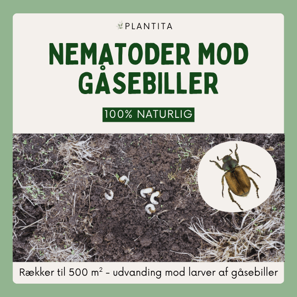 Nematoder mod gåsebiller