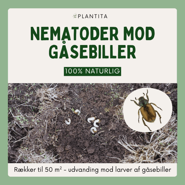 Nematoder mod gåsebiller