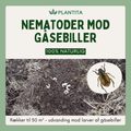 Nematoder mod gåsebiller - biologisk bekæmpelse af larver i græsplænen