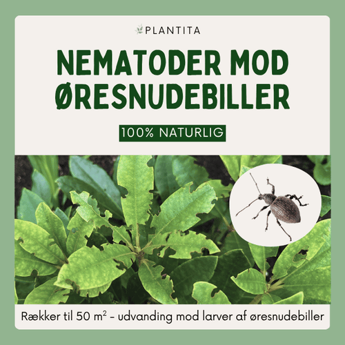 Nematoder mod øresnudebiller - larver