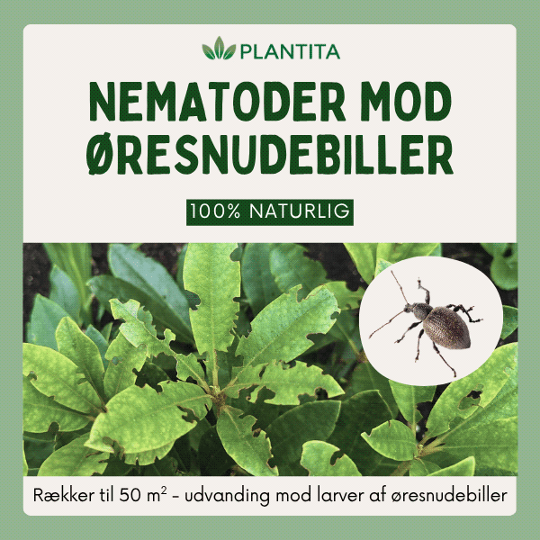 Nematoder mod øresnudebiller -  bekæmp larver i rhododendron, kirsebærlaurbær og liguster