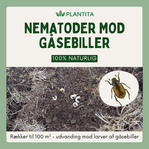 Nematoder mod gåsebiller - biologisk bekæmpelse af larver i græsplænen