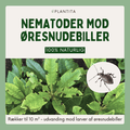 Nematoder mod øresnudebiller - larver