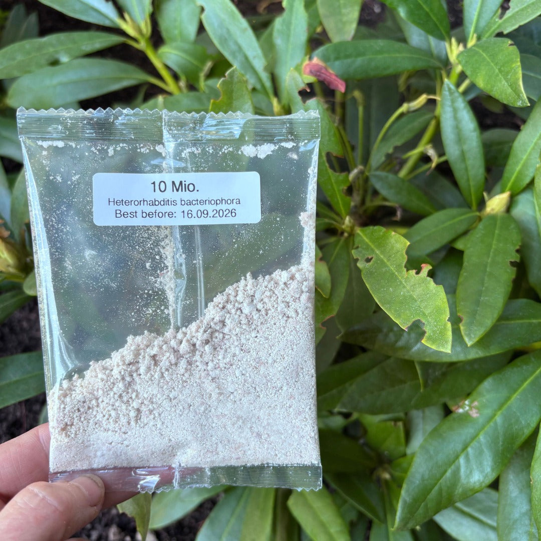 Nematoder mod øresnudebiller -  bekæmp larver i rhododendron, kirsebærlaurbær og liguster